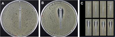 Use of Bulk Segregant Analysis for Determining the Genetic Basis of Azole Resistance in the Opportunistic Pathogen Aspergillus fumigatus